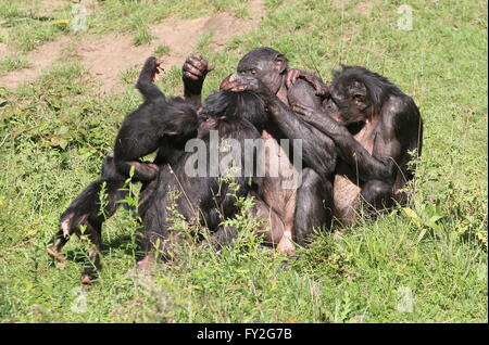 Family group of African Bonobo Chimpanzees (Pan Paniscus) grooming each ...