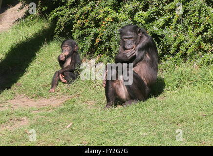 Mother African Bonobo Chimpanzees (Pan Paniscus) with her baby youngster Stock Photo
