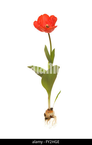 whole tulip darwin with bulb Stock Photo