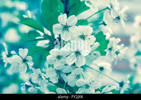 Spring Cherry blossoms white flowers Stock Photo