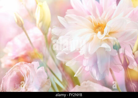 Abstract pink peony flower background Stock Photo