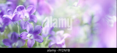 Lilac flowers,Closeup. Stock Photo