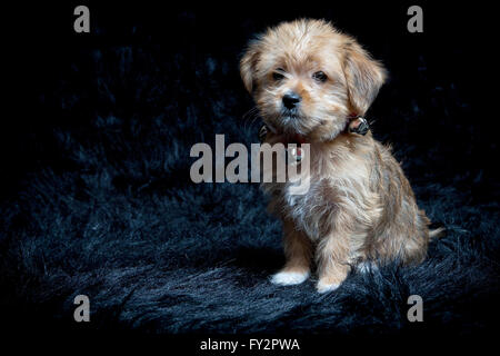 Yorkshire Terrier and Maltese Mixed Breed Puppy Stock Photo