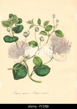 Common caper or Capparis spinosa vintage engraving. Old engraved ...