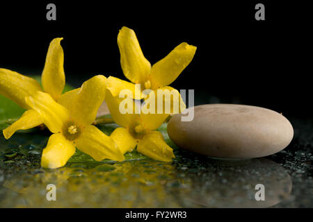 pebbles and yellow flower on black with water drops, ZEN stone, on black background, spa tranquil scene concept Stock Photo