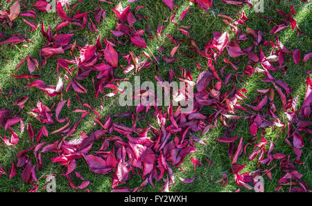 Red leaves on the green grass. Nature background. Stock Photo