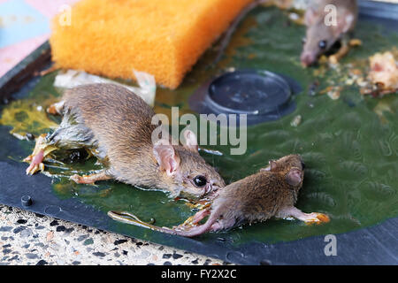 Dead rats on rat glue traps. Rats are a nuisance in the house. Stock Photo