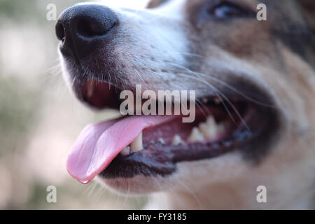 Dog's mouth and tooth - Close up (Selective focus) Stock Photo