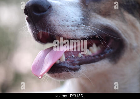 Dog's mouth and tooth - Close up (Selective focus) Stock Photo