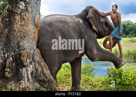 A mahout climbs into his elephant through this leg, in Chitwan National Park, Nepal, Asia. Stock Photo