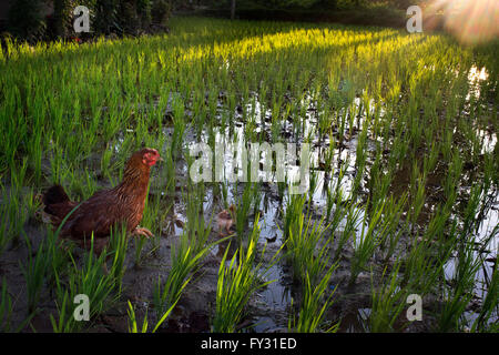 Chicken and chicks in a rice field around Bharatpur, Ratnanagar, Chitwan National Park, Nepal, Asia Stock Photo