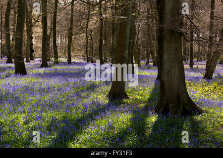 A bluebell wood (Hyacinthoides non scripta) in Oxfordshire, UK Stock Photo