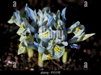 Iris reticulata 'Katharine Hodgkin' at RHS Wisley Garden in February, Surrey, UK Stock Photo