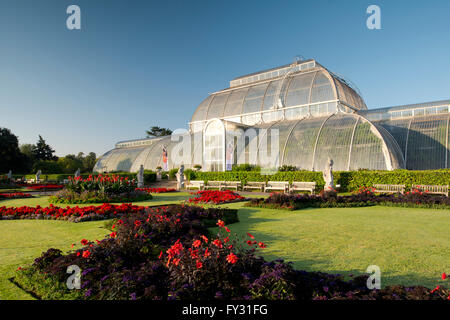 Dahlia 'Bishop of Llandaff' and Heliotropium arborescens 'Marine' in front of the Palm House at Kew Gardens, London Stock Photo