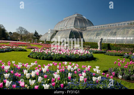 Pink and white tulips on a parterre in front of the Palm House at Kew Gardens, London, UK