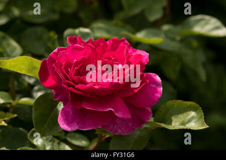 Rosa 'Sophy's Rose Auslot', a deep pink hybrid tea shrub rose in The Shrub Rose Garden at The RHS Garden Rosemoor, Great Torring Stock Photo