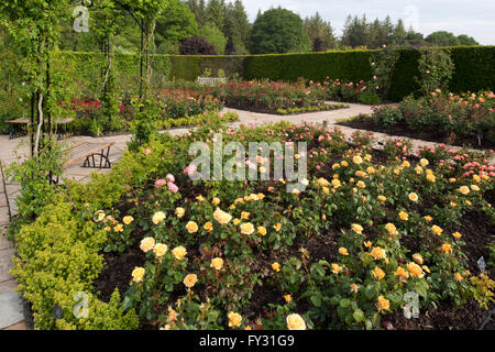 Rosa 'Amber Queen' a yellow  floribunda shrub rose in The Queen Mother's Rose Garden, RHS Rosemoor, Great Torrington, Devon, UK Stock Photo