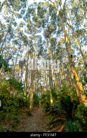 Spotted Gum Trees (Eucalyptus maculata or Corymbia maculata), Eurobodolla National Park, Mystery Bay, New South Wales, NSW, Australia