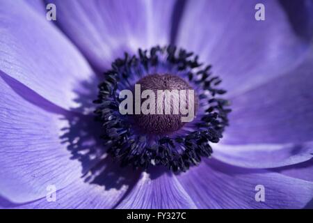 Poppy anemone (Anemone coronaria), Baden-Württemberg, Germany Stock Photo