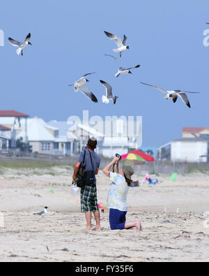 Feeding seagulls on the beach Stock Photo