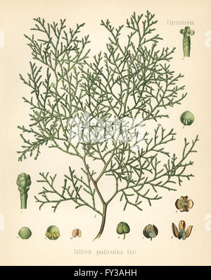 Sandarac tree, Tetraclinis articulata (Callitris quadrivalvis). Chromolithograph after a botanical illustration by Walther Muller from Hermann Adolph Koehler's Medicinal Plants, edited by Gustav Pabst, Koehler, Germany, 1887. Stock Photo