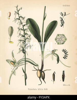 Lesser butterfly-orchid, Platanthera bifolia. Chromolithograph after a botanical illustration by Walther Muller from Hermann Adolph Koehler's Medicinal Plants, edited by Gustav Pabst, Koehler, Germany, 1887. Stock Photo