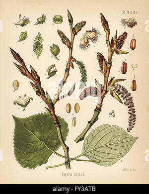 Black poplar tree, Populus nigra. Chromolithograph after a botanical illustration by Walther Muller from Hermann Adolph Koehler's Medicinal Plants, edited by Gustav Pabst, Koehler, Germany, 1887. Stock Photo