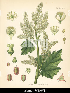 Chinese rhubarb, Rheum officinale. Chromolithograph after a botanical illustration from Hermann Adolph Koehler's Medicinal Plants, edited by Gustav Pabst, Koehler, Germany, 1887. Stock Photo