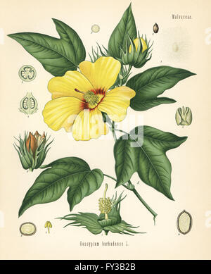 Sea island cotton plant, Gossypium barbadense. Chromolithograph after a botanical illustration from Hermann Adolph Koehler's Medicinal Plants, edited by Gustav Pabst, Koehler, Germany, 1887. Stock Photo