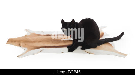 Black Cat sitting on springbok animal fur, isolated on white Stock Photo