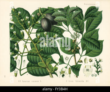 Canarium or pili nut tree, Canarium indicum, and protium tree, Protium icicariba. Chromolithograph after a botanical illustration from Hermann Adolph Koehler's Medicinal Plants, edited by Gustav Pabst, Koehler, Germany, 1887. Stock Photo