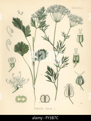 Anise or aniseed, Pimpinella anisum. Chromolithograph after a botanical illustration by Walther Muller from Hermann Adolph Koehler's Medicinal Plants, edited by Gustav Pabst, Koehler, Germany, 1887. Stock Photo