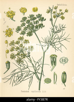 Fennel, Foeniculum vulgare (Foeniculum capillaceum). Chromolithograph after a botanical illustration by Walther Muller from Hermann Adolph Koehler's Medicinal Plants, edited by Gustav Pabst, Koehler, Germany, 1887. Stock Photo