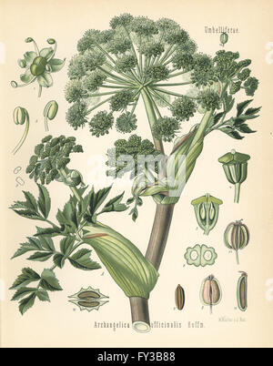 Garden angelica or wild celery, Angelica archangelica (Archangelica officinalis). Chromolithograph after a botanical illustration by Walther Muller from Hermann Adolph Koehler's Medicinal Plants, edited by Gustav Pabst, Koehler, Germany, 1887. Stock Photo