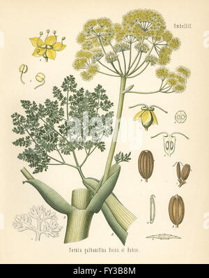 Galbanum, Ferula gummosa (Ferula galbaniflua). Chromolithograph after a botanical illustration from Hermann Adolph Koehler's Medicinal Plants, edited by Gustav Pabst, Koehler, Germany, 1887. Stock Photo