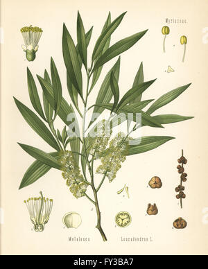 Cajuput or white samet, Melaleuca cajuputi. Chromolithograph after a botanical illustration from Hermann Adolph Koehler's Medicinal Plants, edited by Gustav Pabst, Koehler, Germany, 1887. Stock Photo