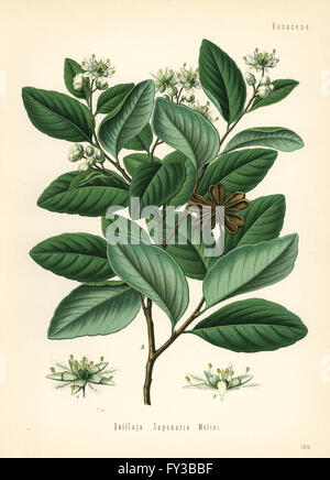 Soap bark tree or soapbark, Quillaja saponaria. Chromolithograph after a botanical illustration from Hermann Adolph Koehler's Medicinal Plants, edited by Gustav Pabst, Koehler, Germany, 1887. Stock Photo