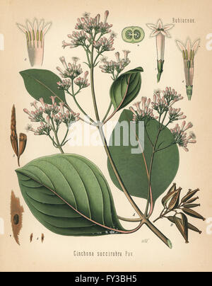 Red cinchona or red quina, Cinchona pubescens (Cinchona succirubra). Chromolithograph after a botanical illustration by Walther Muller from Hermann Adolph Koehler's Medicinal Plants, edited by Gustav Pabst, Koehler, Germany, 1887. Stock Photo