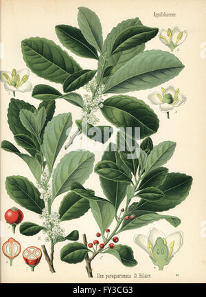 Yerba mate, Ilex paraguariensis. Chromolithograph after a botanical illustration from Hermann Adolph Koehler's Medicinal Plants, edited by Gustav Pabst, Koehler, Germany, 1887. Stock Photo