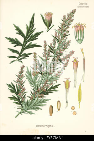 Mugwort or common wormwood, Artemisia vulgaris. Chromolithograph after a botanical illustration from Hermann Adolph Koehler's Medicinal Plants, edited by Gustav Pabst, Koehler, Germany, 1887. Stock Photo