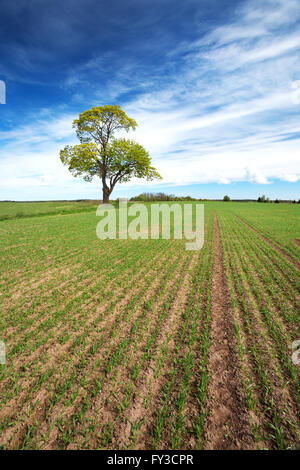 Lonely tree in spring on pature field Stock Photo