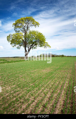 Lonely tree in spring on pature field Stock Photo