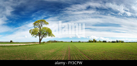 Lonely tree in spring on pature field Stock Photo