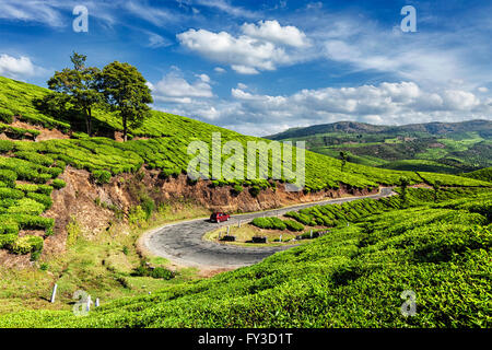 Green tea plantations in Munnar, Kerala, India Stock Photo