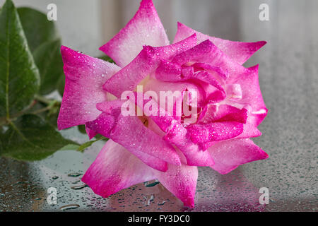 pink rose on a wet glass Stock Photo