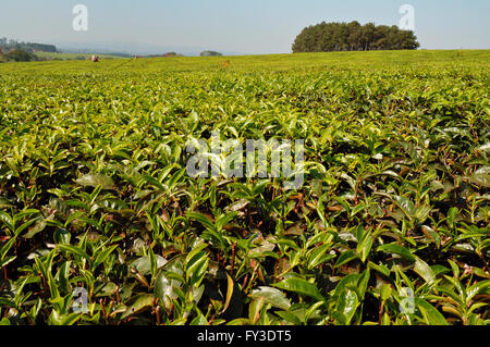 Tea estates in the area of Thyolo, Southern Region, Malawi Stock Photo