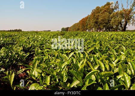 Tea plantation in the area of Thyolo, Southern Region, Malawi Stock Photo