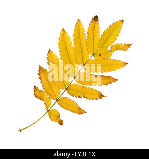 Autumn leaf of a rowan, top surface, Sorbus aucuparia Stock Photo