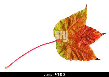 Autumn leaf of Japanese creeper , top surface, Parthenocissus tricuspidata Stock Photo