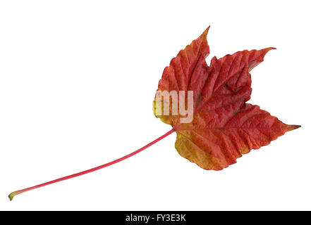 Upper surface of a leaf of Boston Ivy in autumn, Parthenocissus tricuspidata Stock Photo